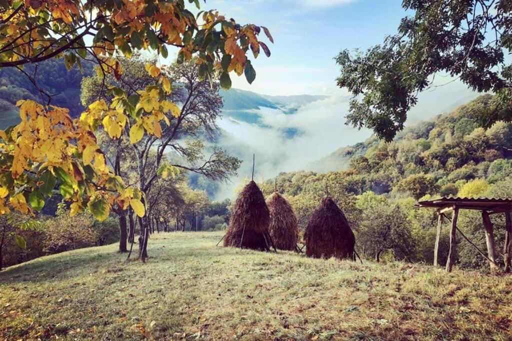 Шале Cozy hut in the wild nature of Romania Rîmeţi-Cheia-34